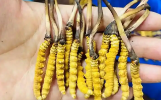新鮮冬蟲夏草冷凍保存指南:鎖住營養的科學方法