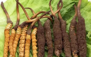 新鮮冬蟲夏草的正確食用指南:解鎖自然珍品的營養密碼