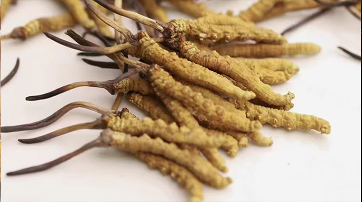 <a href=http://m.hazone.cn/jiage/ target=_blank class=infotextkey>冬蟲夏草價格</a>一克多少錢