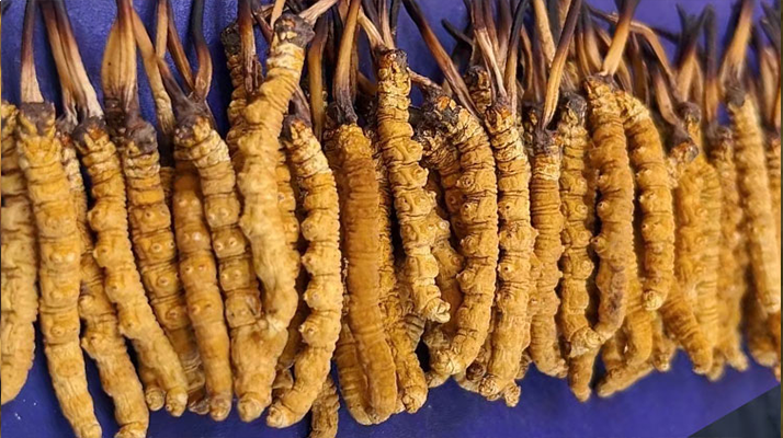 那曲新鮮<a href=http://m.hazone.cn/jianbie/ target=_blank class=infotextkey>冬蟲夏草鑒別</a>