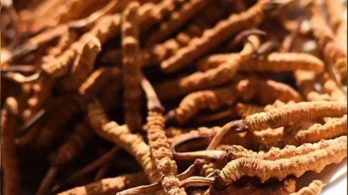 野生<a href=http://m.hazone.cn/jiage/ target=_blank class=infotextkey>冬蟲夏草多少錢</a>一克