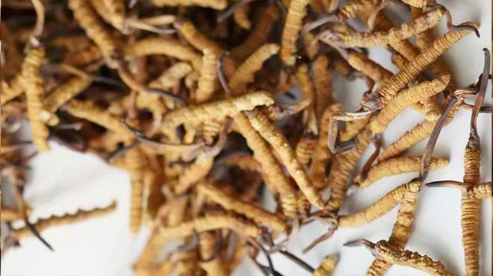 天然<a href=http://m.hazone.cn/jiage/ target=_blank class=infotextkey>冬蟲夏草多少錢</a>一克