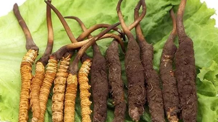 鮮的冬蟲夏草保質期?