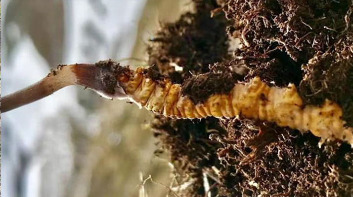 <a href=http://m.hazone.cn/xinxian/ target=_blank class=infotextkey>新<a href=http://m.hazone.cn/xinxian/ target=_blank class=infotextkey>鮮冬蟲夏草</a></a>何時采摘