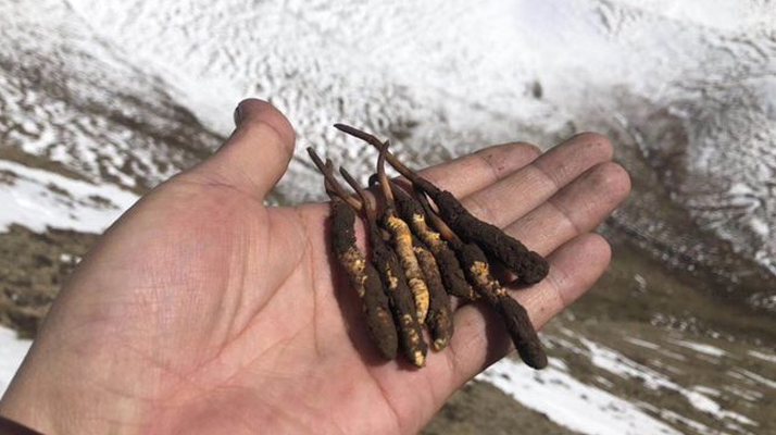 冬蟲夏草什么季節吃好