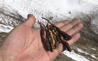 冬蟲夏草什么季節吃好