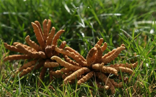 怎么辨別冬蟲夏草真?zhèn)?> </div>
            <div   id=