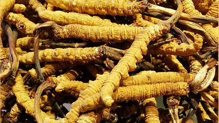 小孩喝冬蟲夏草可以嗎