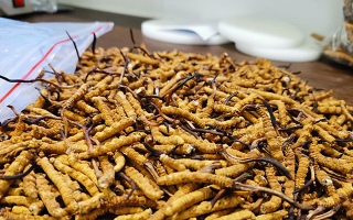 冬蟲(chóng)夏草服用過(guò)量怎么辦