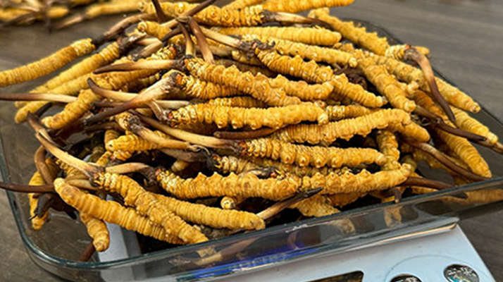 冬蟲夏草跟鮮草什么區別