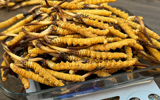 冬蟲夏草跟鮮草什么區別