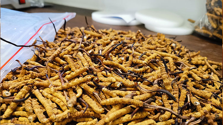 冬蟲夏草干草鮮草哪個好