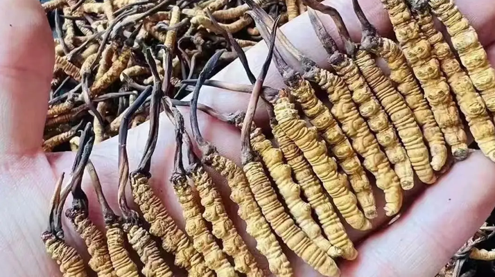 極品的冬蟲夏草什么行情