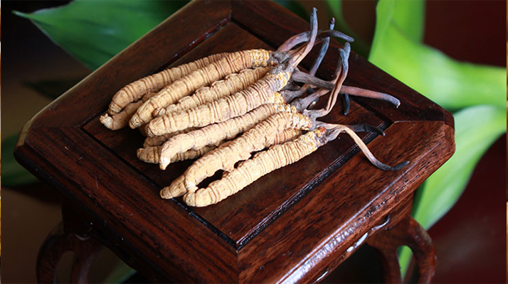 新鮮<a href=http://m.hazone.cn/jiage/ target=_blank class=infotextkey>冬蟲夏草的價格</a>一根