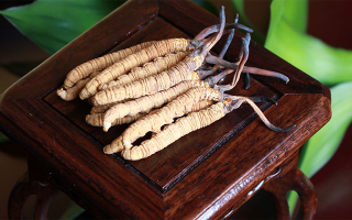 新鮮冬蟲夏草的價格一根