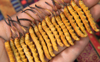 新鮮冬蟲夏草可以冷藏嗎?科學冷藏方法與注意事項