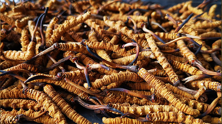 國際市場冬蟲夏草行情分析:從東方瑰寶到全球健康投資的戰略商品