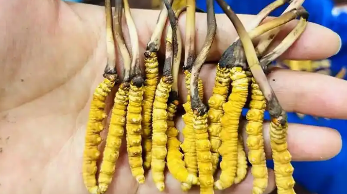 正宗那曲新鮮<a href=http://m.hazone.cn/jiage/ target=_blank class=infotextkey>冬蟲夏草價格</a>揭秘