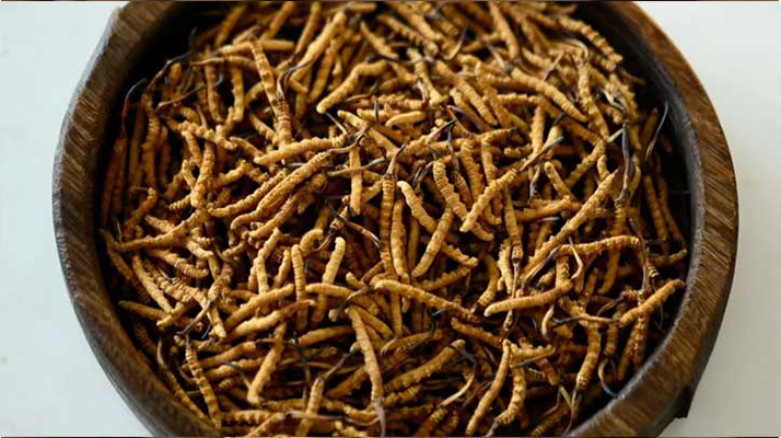 冬蟲夏草精:可輔助調理的病癥與適用邊界解析