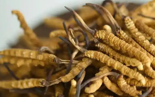 野生冬蟲夏草價格探秘:多因素交織下的市場行情