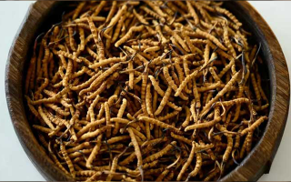 冬蟲夏草精:可輔助調理的病癥與適用邊界解析