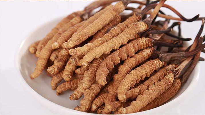 新鮮冬蟲夏草能煮水喝嗎?答案與正確方法都在這