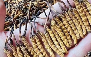 冬蟲夏草一克多少錢?多因素影響下的價格剖析