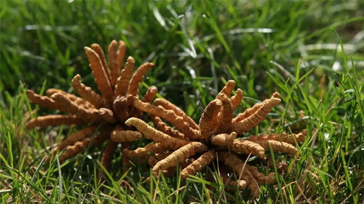 冬蟲夏草越久越值錢嗎