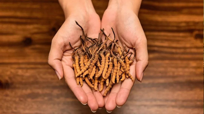 正宗新鮮<a href=http://m.hazone.cn/jiage/ target=_blank class=infotextkey>冬蟲夏草價格</a>解析