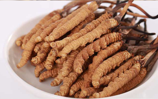 冬蟲夏草小草:小身材也有大價(jià)值