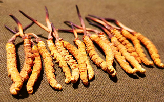 抖音上的冬蟲(chóng)夏草能買嗎?謹(jǐn)慎抉擇,理性消費(fèi)