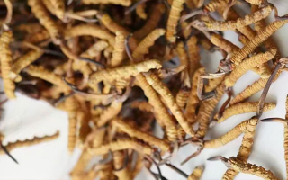 冬蟲夏草一斤多少元一根?多因素交織下的價格探秘