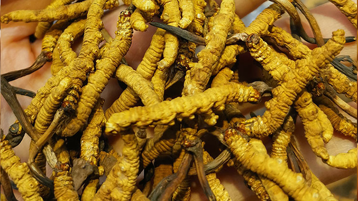 煮冬蟲夏草水能否泡茶?正確飲用方式與誤區解析