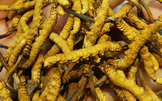 煮冬蟲夏草水能否泡茶?正確飲用方式與誤區解析