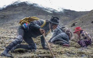 野生冬蟲夏草產地在哪里？核心產區(qū)與品質特點解析