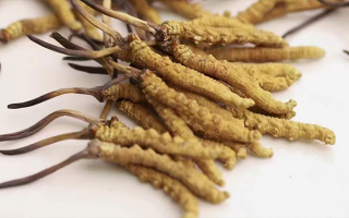 冬蟲夏草的正確儲存方式,守護珍貴滋補品的價值