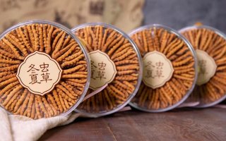 把握黃金時段!冬蟲夏草在這些時候吃效果更佳