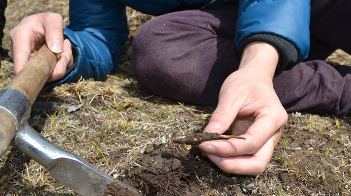 冬蟲夏草什么節氣采收好