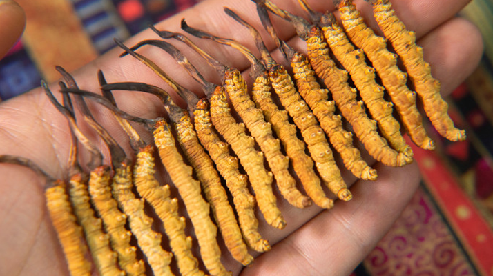 冬蟲夏草真偽鑒別指南