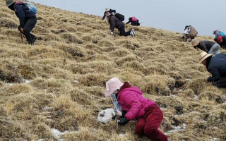 冬蟲(chóng)夏草采挖看月份!4-7月各產(chǎn)區(qū)差異大,5-6月是“黃金窗口”