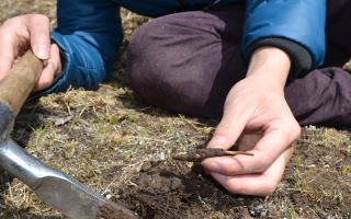 冬蟲夏草什么節氣采收好
