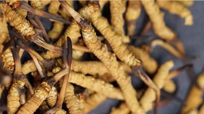 一茶杯水泡幾根冬蟲夏草?這份沖泡指南請收好
