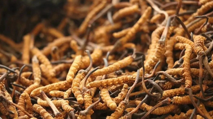 鮮冬蟲夏草有保質(zhì)期嗎？儲存方式與時效全解析