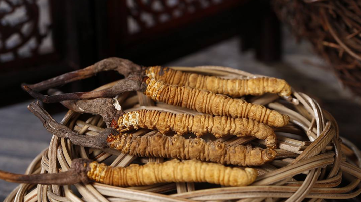 如何區別冬蟲夏草的好壞 