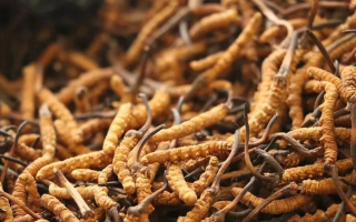 鮮冬蟲夏草有保質(zhì)期嗎??jī)?chǔ)存方式與時(shí)效全解析