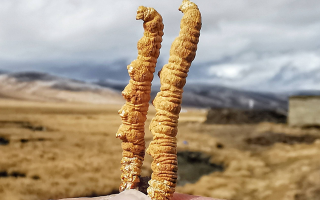 一根冬蟲夏草多少錢?2025 年價格拆解與選購指南