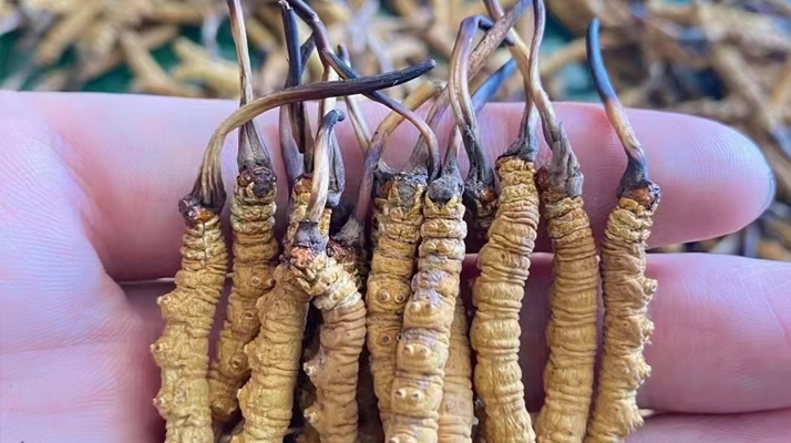 正宗<a href=http://m.hazone.cn/jiage/ target=_blank class=infotextkey>冬蟲夏草多少錢</a>一克