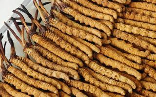 冬蟲(chóng)夏草藥材成分解析:活性物質(zhì)與營(yíng)養(yǎng)構(gòu)成的全面解讀