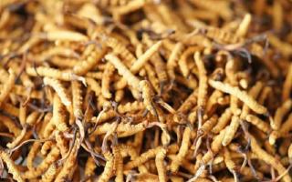 解密冬蟲夏草頭期蟲草:品質優勢與鑒別指南