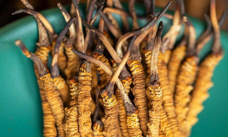 冬蟲(chóng)夏草有什么作用